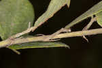 Hairy lespedeza